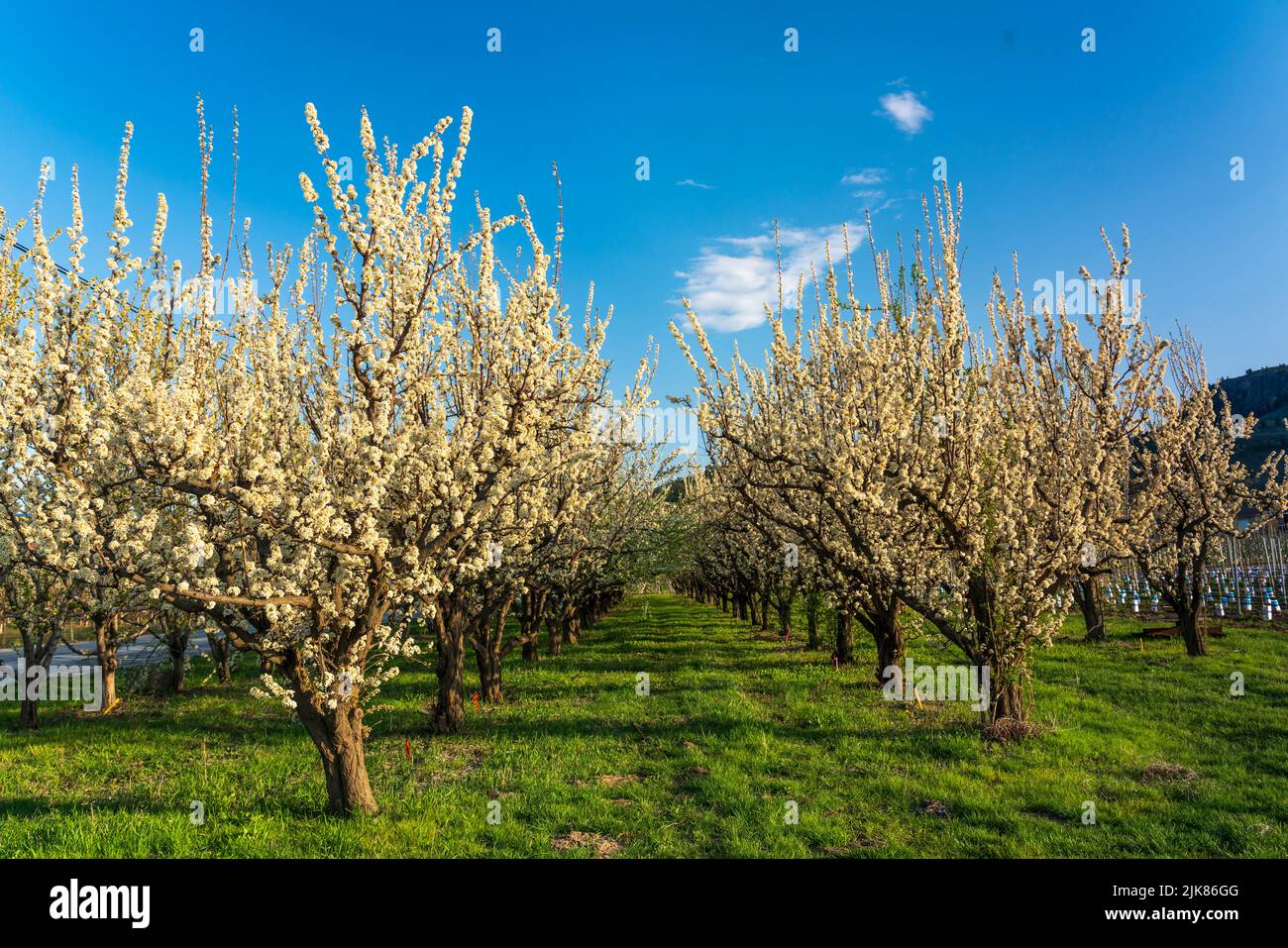 Alberi da frutto in fiore in un frutteto vicino Osooyos, British Columbia, Canada. Foto Stock