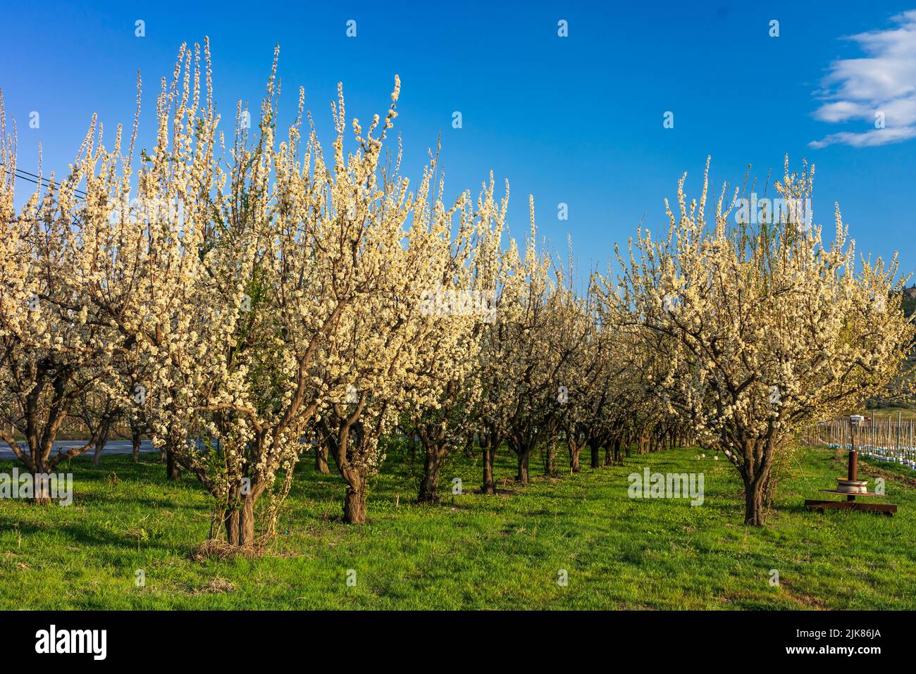 Alberi da frutta in fiore in un frutteto vicino Osoyoos, British Columbia, Canada. Foto Stock
