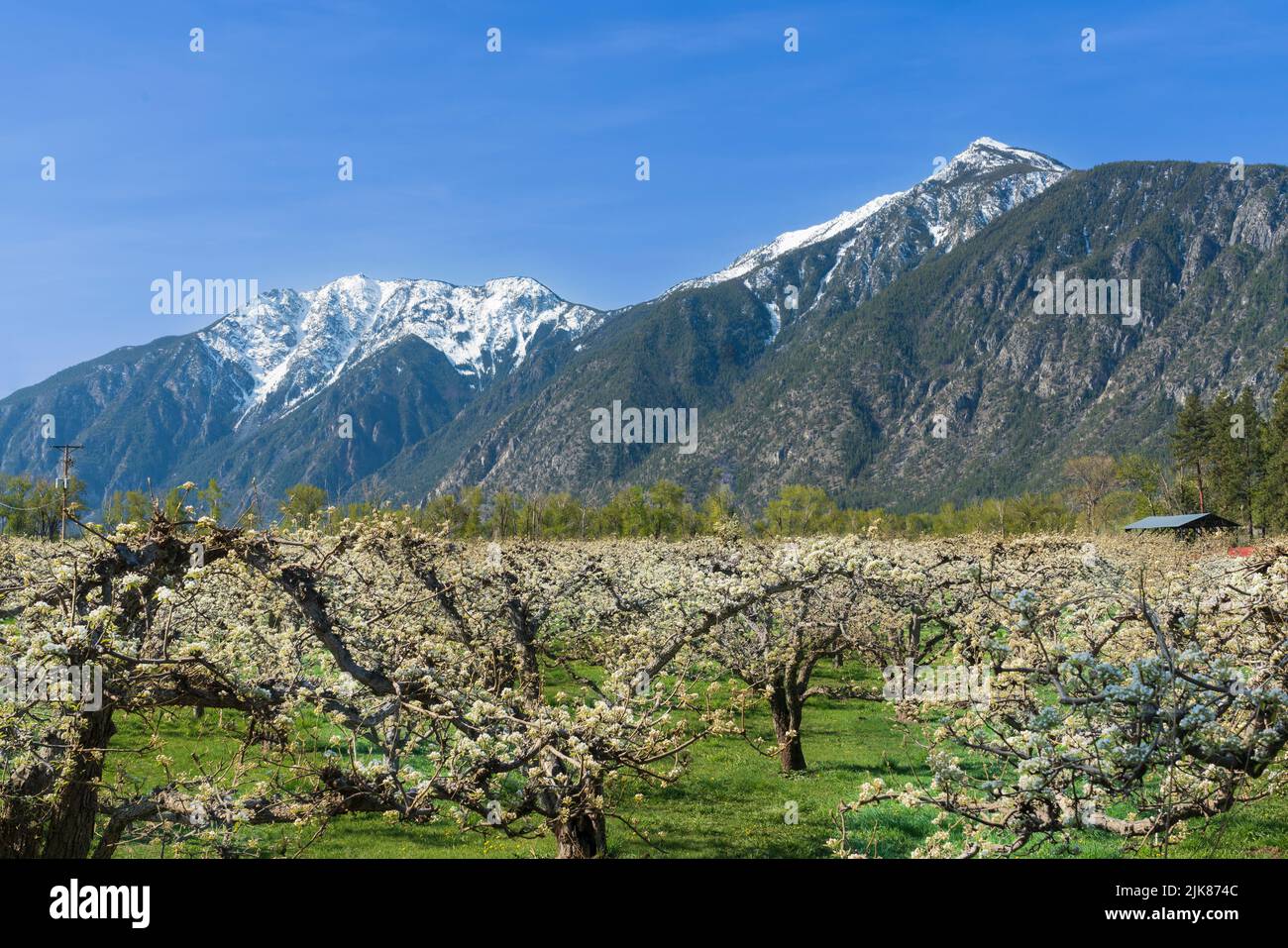 Frutteti nella valle di Similkameen con il monte Chopaka, British Columbia, Canada. Foto Stock