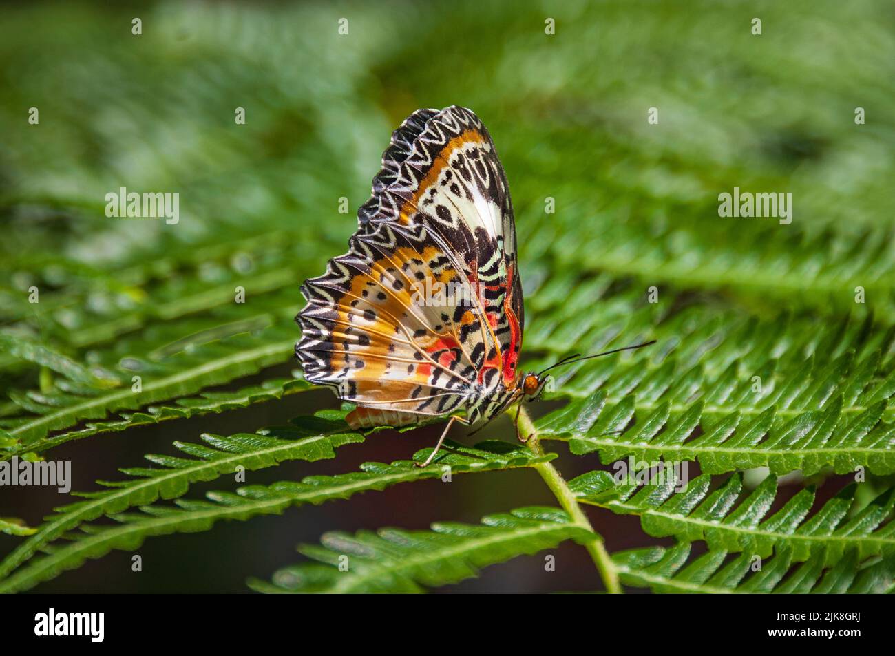 Una farfalla di Nymphalidae ai Callaway Gardens, Georgia, USA. Foto Stock