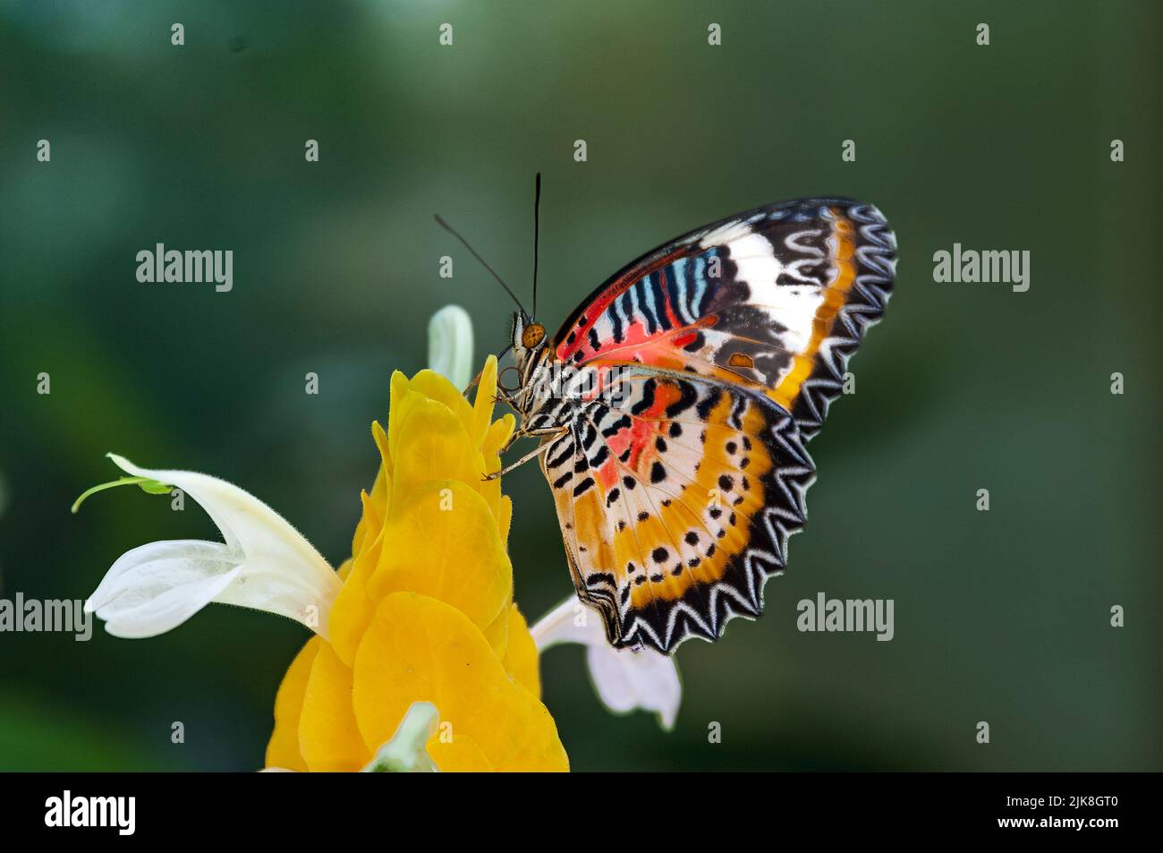 Una farfalla di Nymphalidae ai Callaway Gardens, Georgia, USA. Foto Stock