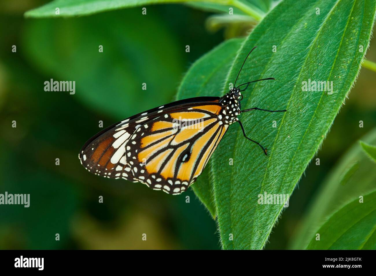 La farfalla Monarch appollaiò ai Callaway Gardens, Georgia, USA. Foto Stock