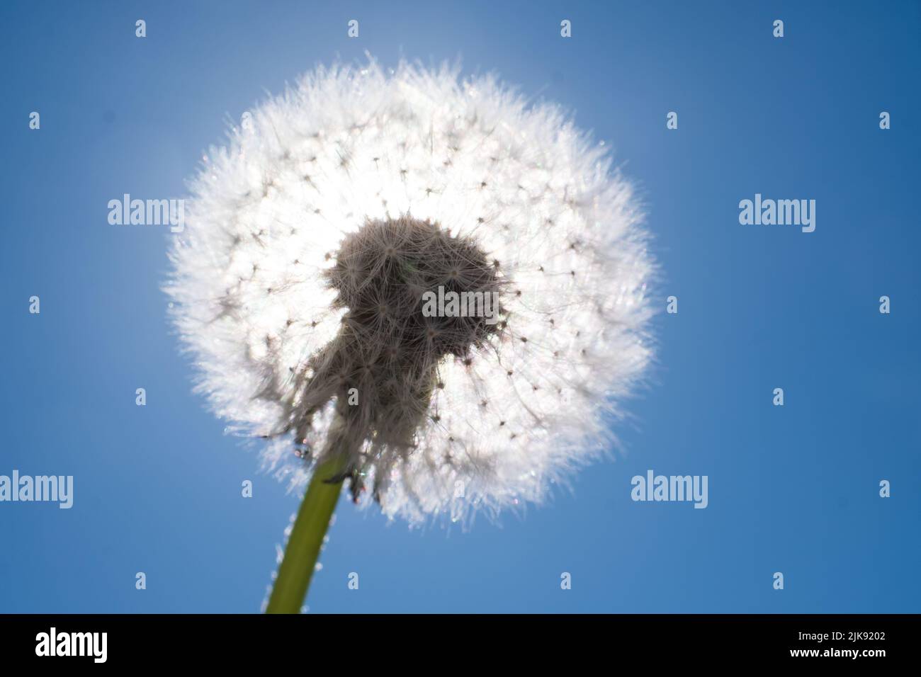 Dente di leone bianco alla luce del sole sul cielo blu. Taraxacum Foto Stock