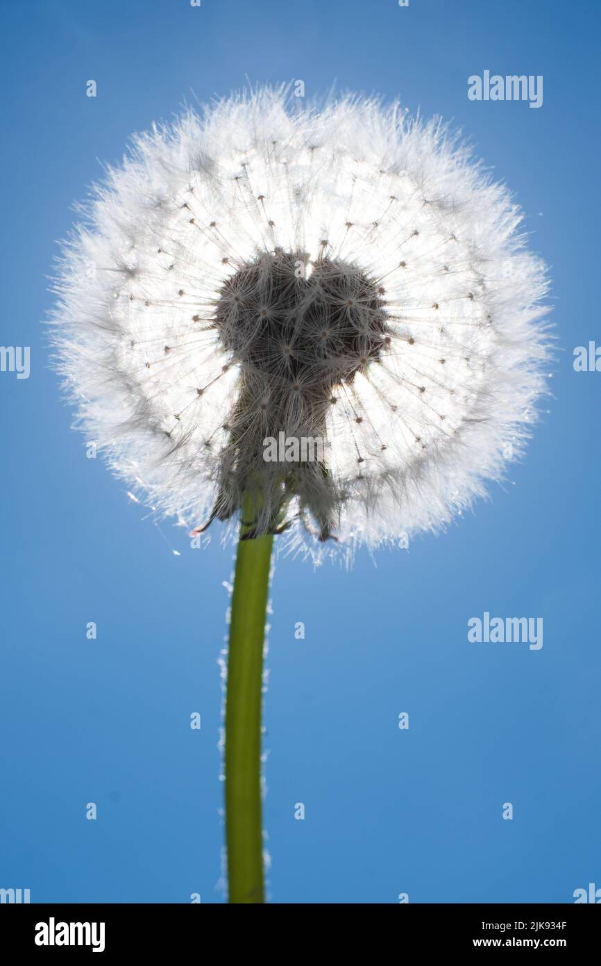 Dente di leone bianco alla luce del sole sul cielo blu. Taraxacum Foto Stock