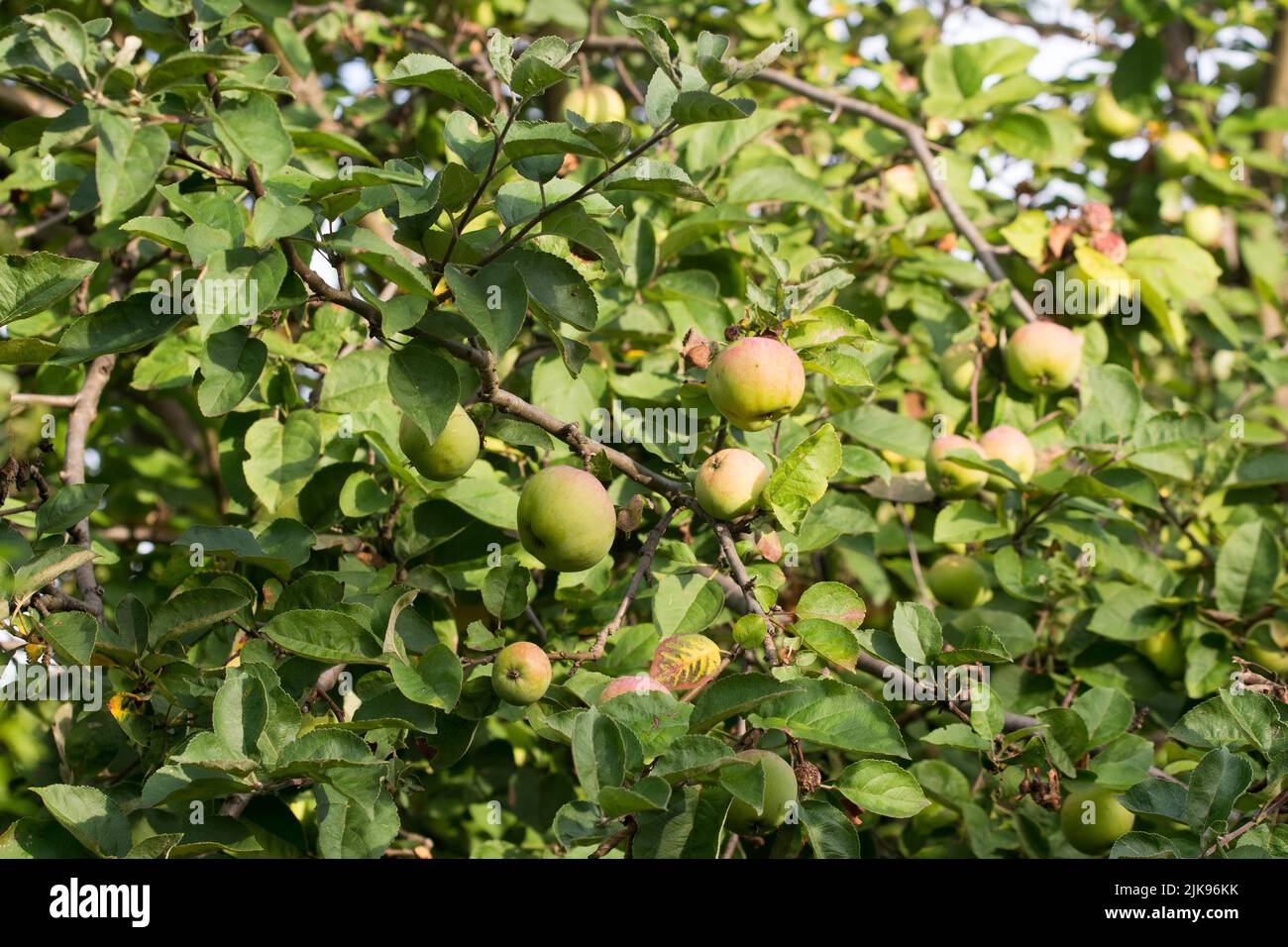 albero di mele con frutta nel frutteto estivo Foto Stock