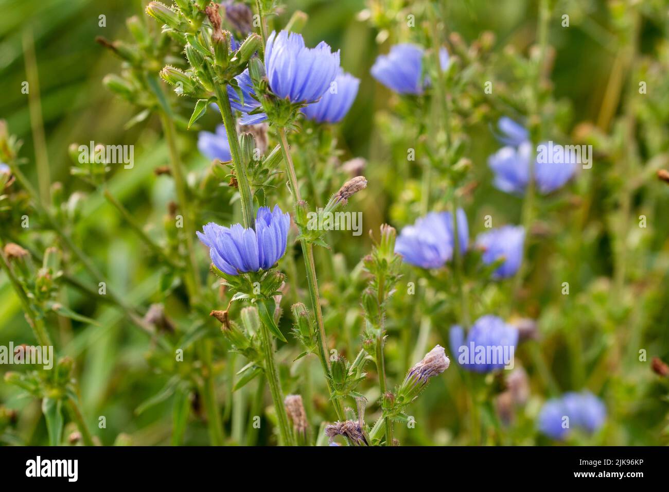 Fiori blu di cicoria comune in prato primo piano selettivo Foto Stock
