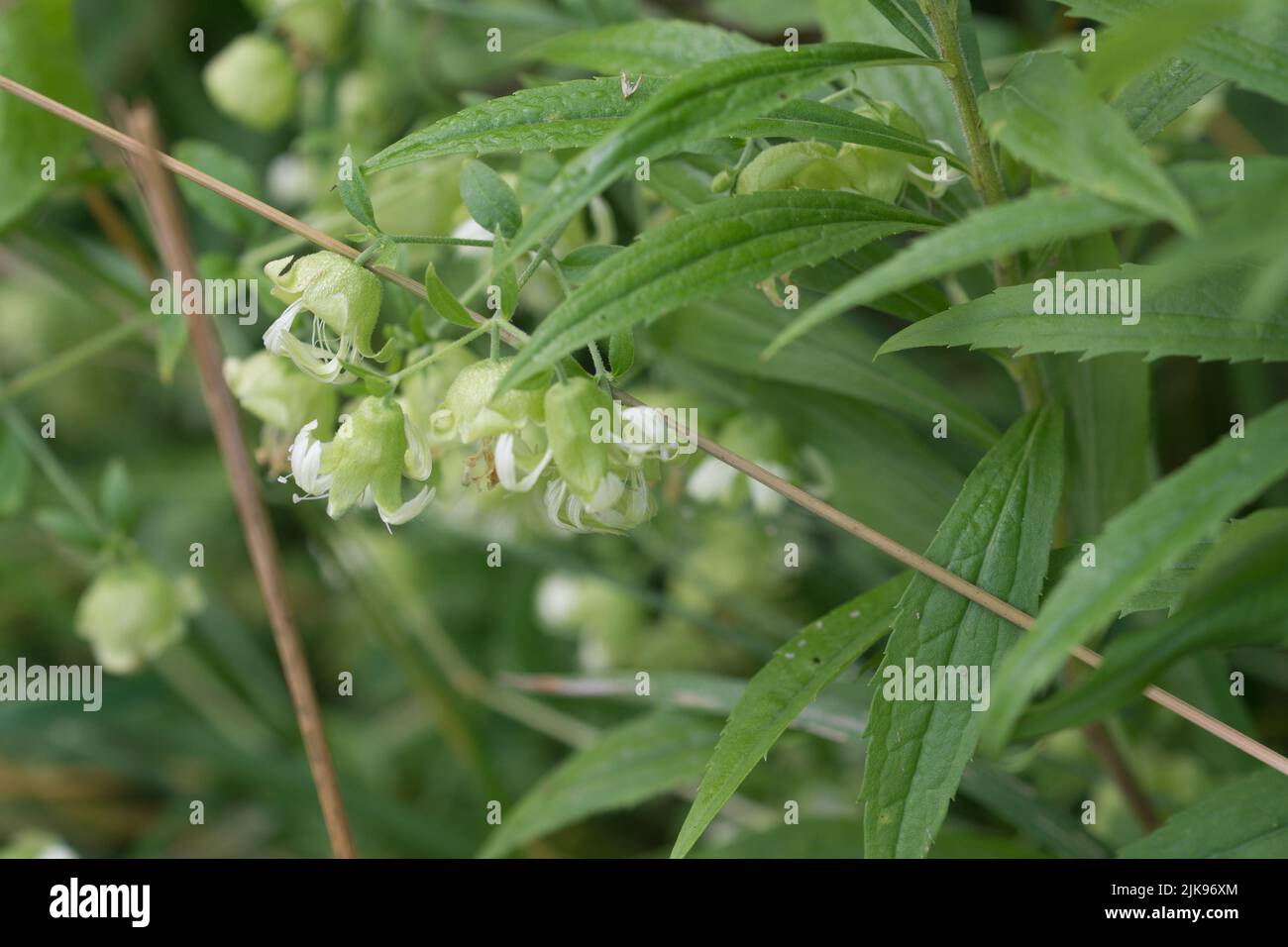 Silene baccifera, Berry catchfly fiori bianchi primo piano selettivo Foto Stock