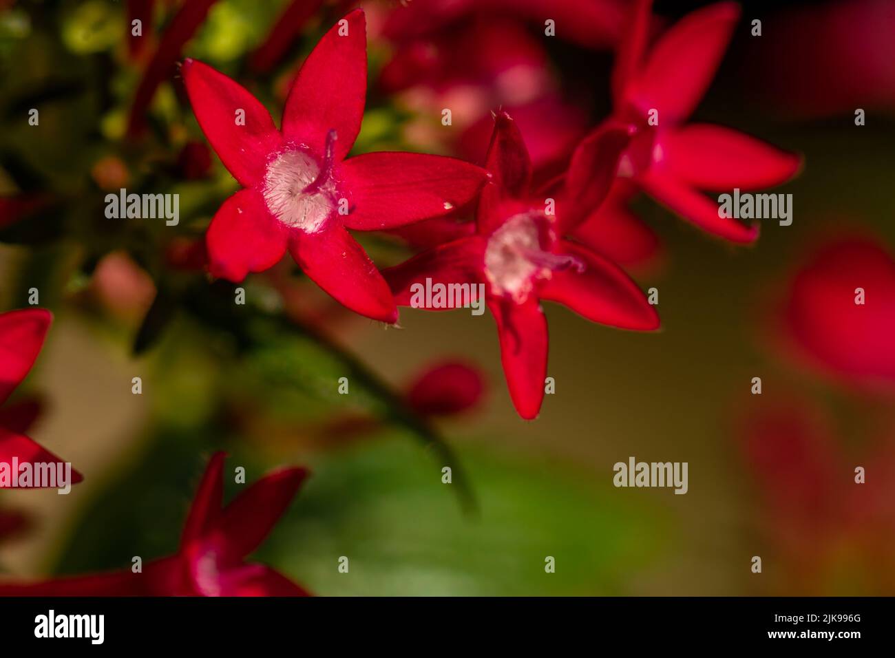 Il fiore in fiore della stella egiziana è rosso, a forma di mini tromba con petali a forma di stella Foto Stock