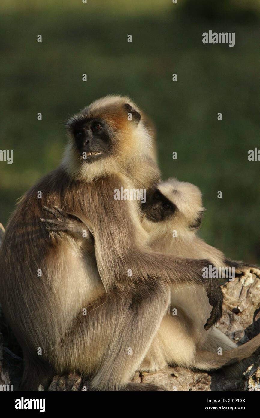 Langar grigio nel Parco Nazionale di Nagarhole, India Foto Stock