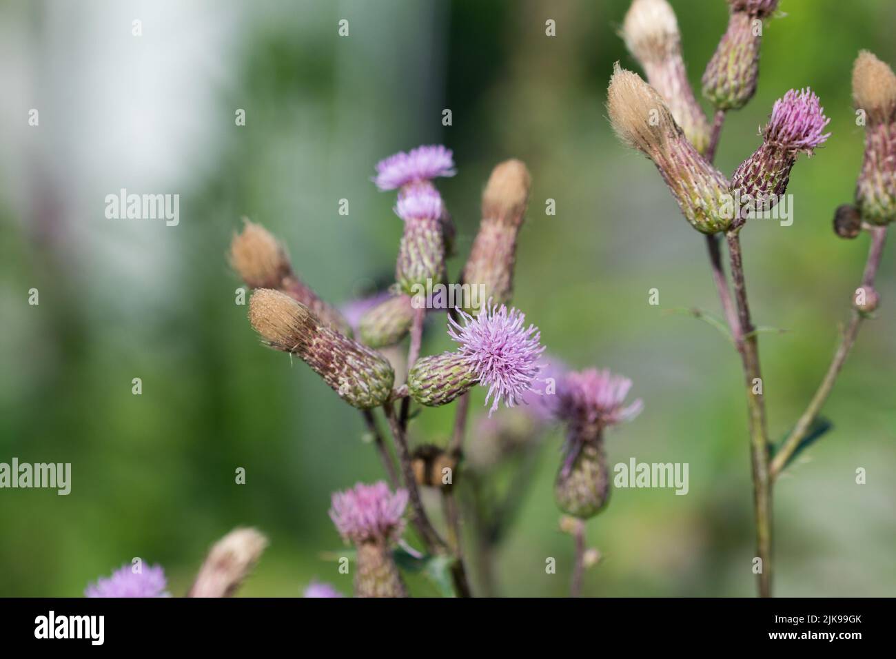 Arvense Cirsium, fiori di cardo strisciante in prato closeup fuoco selettivo Foto Stock