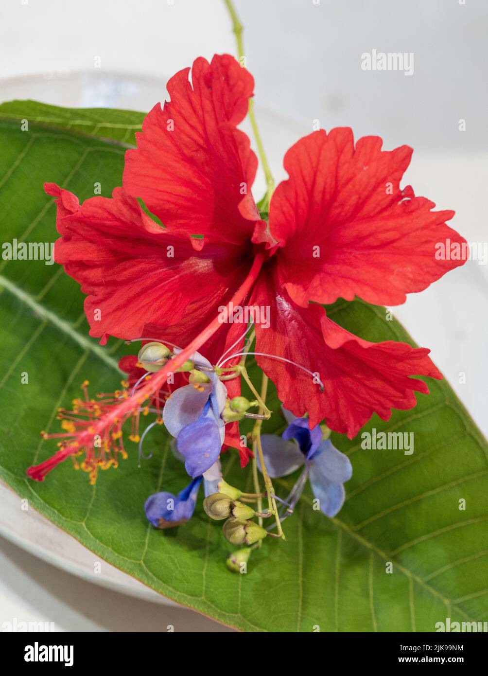 Fiori, vivace rosso scarlatto rosso brillante fiore di ibisco su una foglia verde con fiori blu viola Butterfly Bush, da un giardino australiano Foto Stock