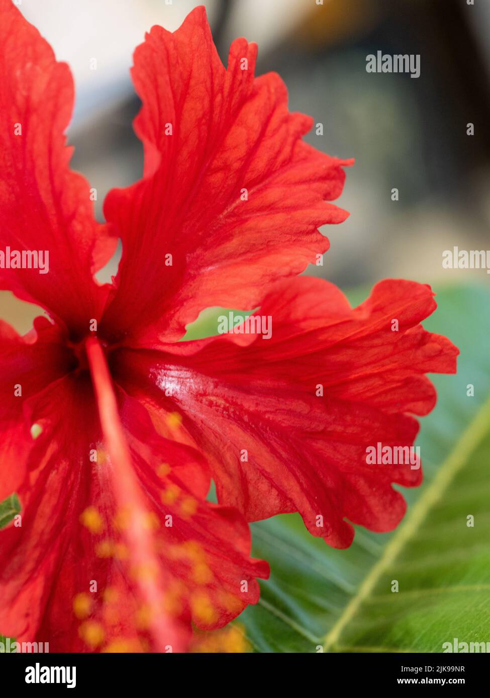 Fiori, vivace rosso scarlatto brillante fiore di ibisco su una foglia verde, da un giardino subtropicale australiano della costa Foto Stock