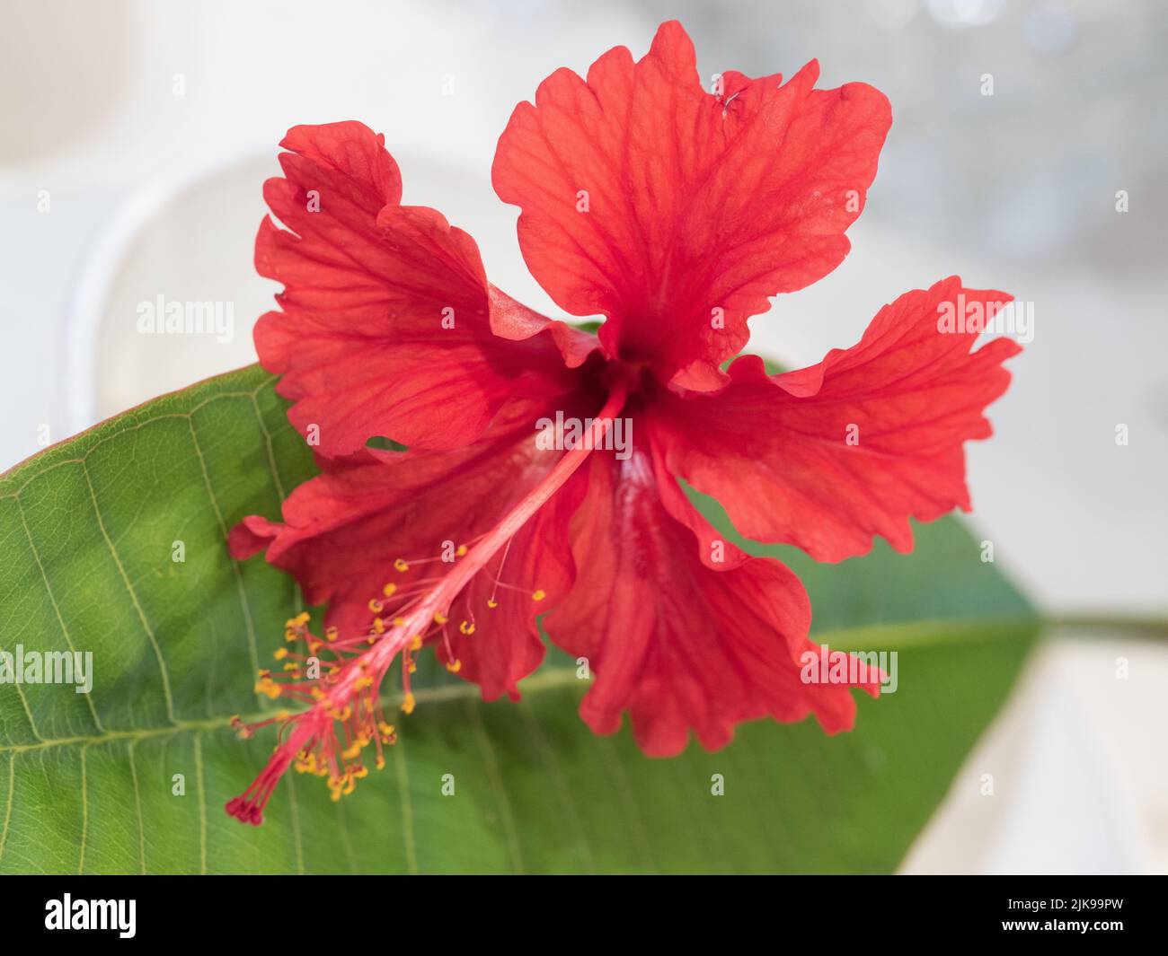 Fiori, vivace rosso scarlatto brillante fiore di ibisco su una foglia verde, da un giardino subtropicale australiano della costa Foto Stock