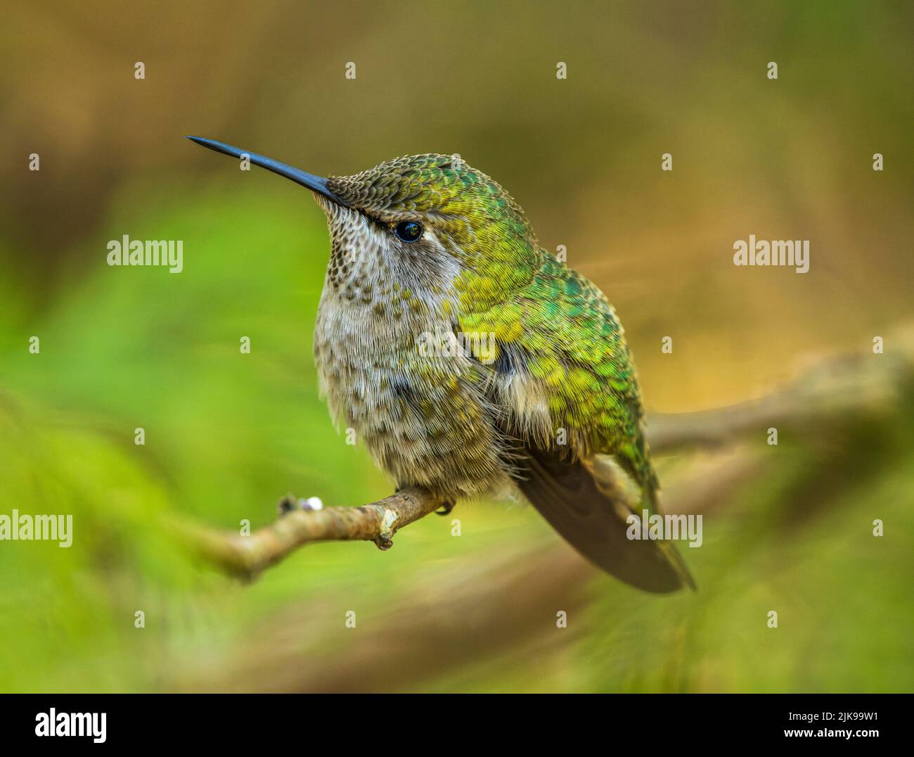 Hummingbird (Calypte anna) di Anna giovanile che si aggirano su un ramo d'albero. Foto Stock