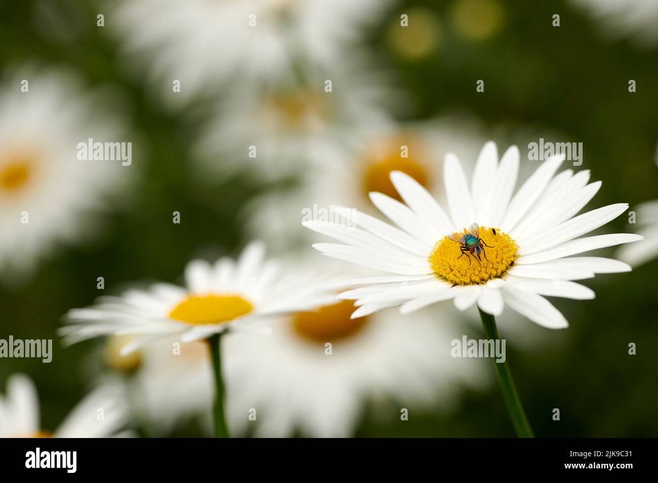 Bellissimi fiori dal mio giardino. Una serie di belle foto del giardino. Foto Stock