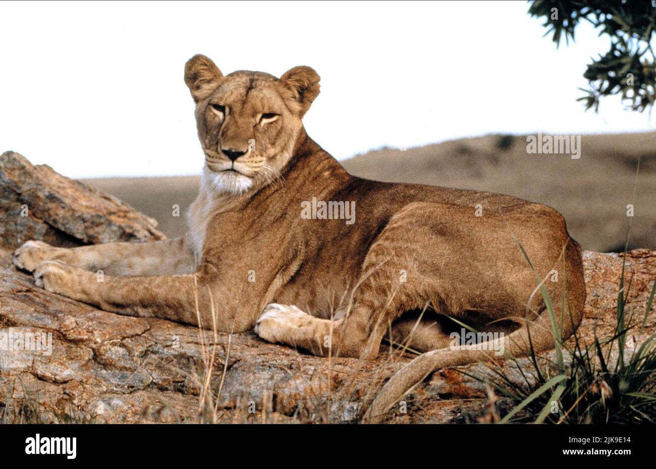 Lioness Film: Born Free: A New Adventure (TV-Film) USA 1996, regista: Tommy Lee Wallace 27 Aprile 1996 **AVVISO** questa fotografia è solo per uso editoriale ed è il copyright di ABC e/o del fotografo assegnato dalla Film o dalla Società di produzione e può essere riprodotto solo da pubblicazioni in concomitanza con la promozione del suddetto Film. È richiesto un credito obbligatorio per ABC. Il fotografo deve essere accreditato anche quando è noto. Nessun uso commerciale può essere concesso senza l'autorizzazione scritta della Film Company. Foto Stock