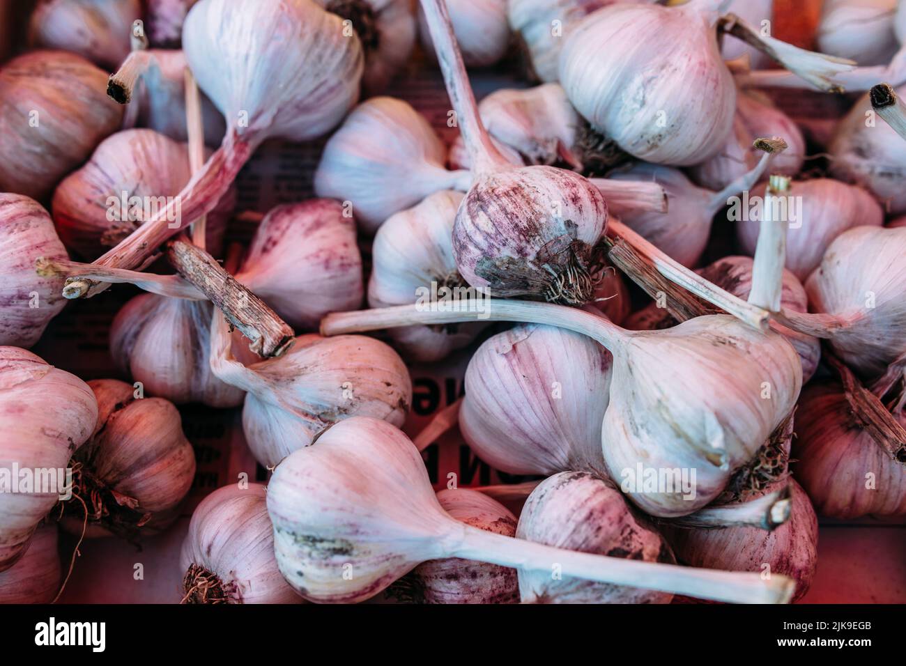 Un sacco di aglio fresco sul banco del mercato agricolo Foto Stock