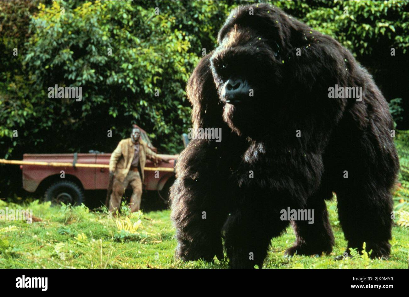 Gorilla Film: Mighty Joe Young (USA 1998) regista: Ron Underwood 25 Dicembre 1998 **ATTENZIONE** questa foto è solo per uso editoriale ed è il copyright delle IMMAGINI DI WALT DISNEY e/o del fotografo assegnato dalla Film o dalla Società di produzione e può essere riprodotto solo da pubblicazioni in concomitanza con la promozione del suddetto Film. È richiesto un credito obbligatorio per LE IMMAGINI DI WALT DISNEY. Il fotografo deve essere accreditato anche quando è noto. Nessun uso commerciale può essere concesso senza l'autorizzazione scritta della Film Company. Foto Stock