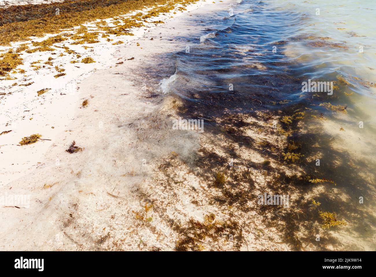 Spiaggia piena di alghe sargassum. Alghe marine Sargassum problema ecologico caraibico. Foto Stock