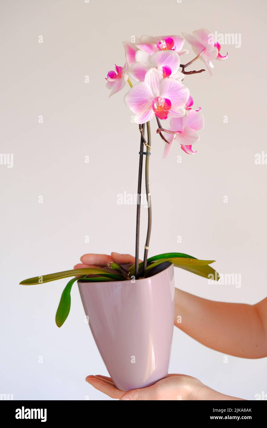 Orchidea fiore. Orchidea rosa in un vaso lilla in hands.Growing orchids.houseplants in pentole Foto Stock