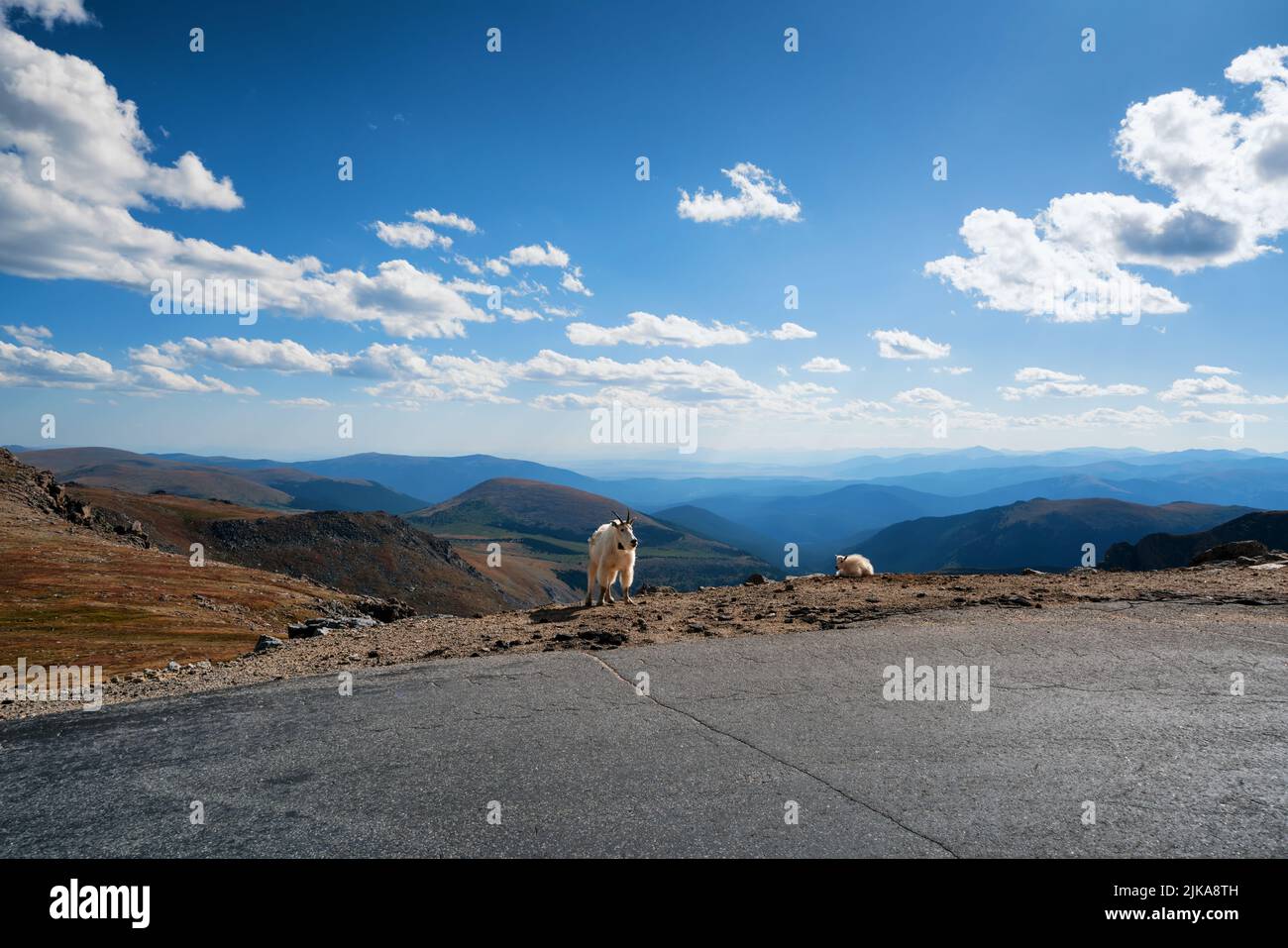 Capre di montagna lungo la ripida strada fino alla cima del Monte Evans, Montagne Rocciose, Colorado, Stati Uniti Foto Stock