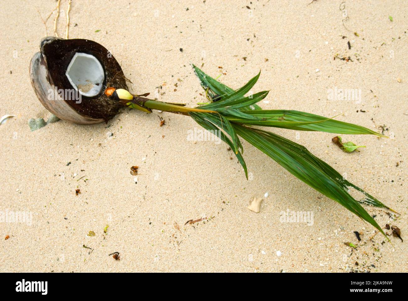 Germogliare cocco, Ghizo Island, Western Province, Solomon Islands Foto Stock