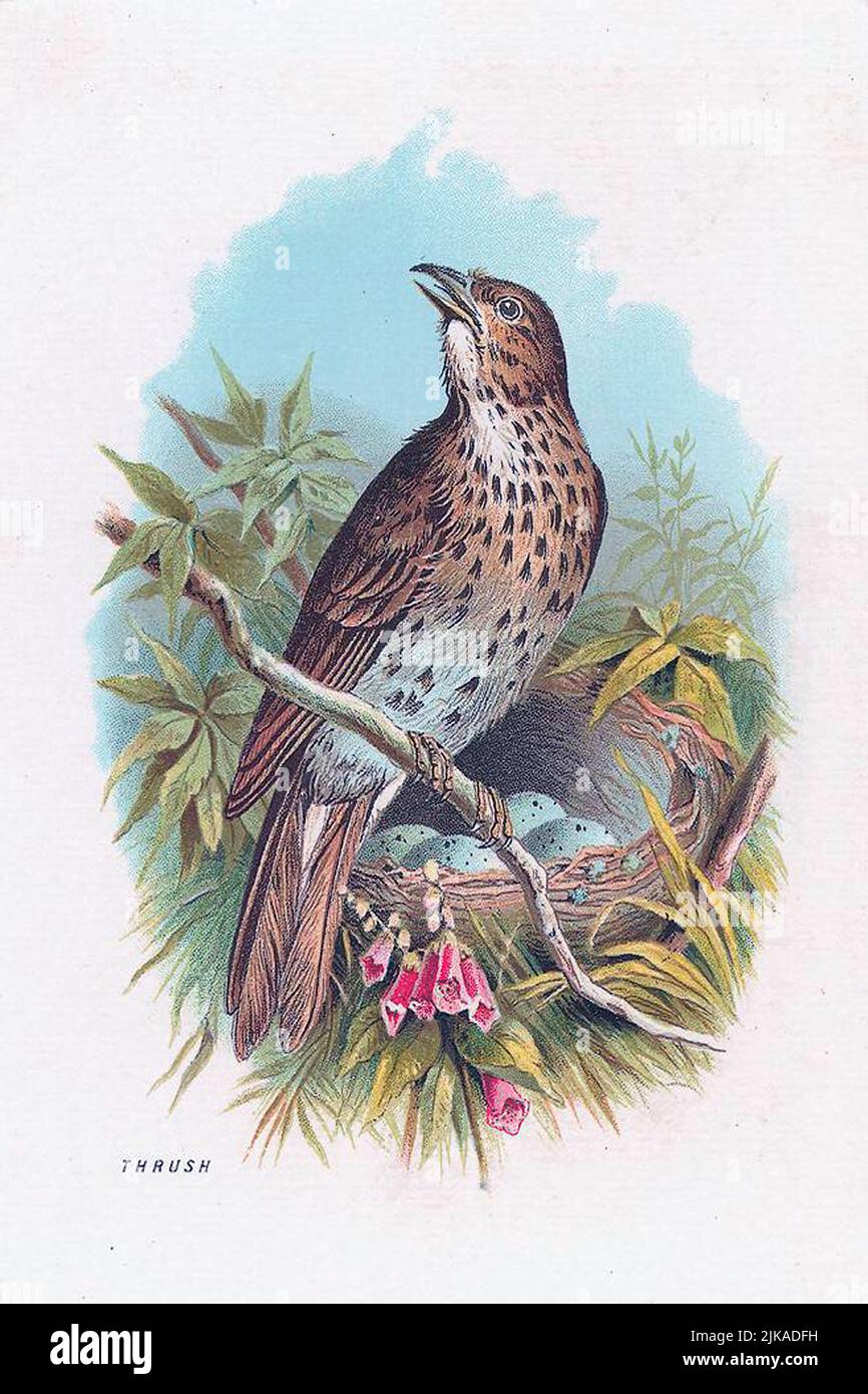 Vintage illustrazione degli uccelli Foto Stock