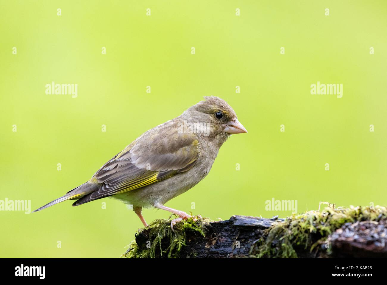 Verdfinch femminile [ Chloris chloris ] su moncone con fondo pulito fuori fuoco Foto Stock