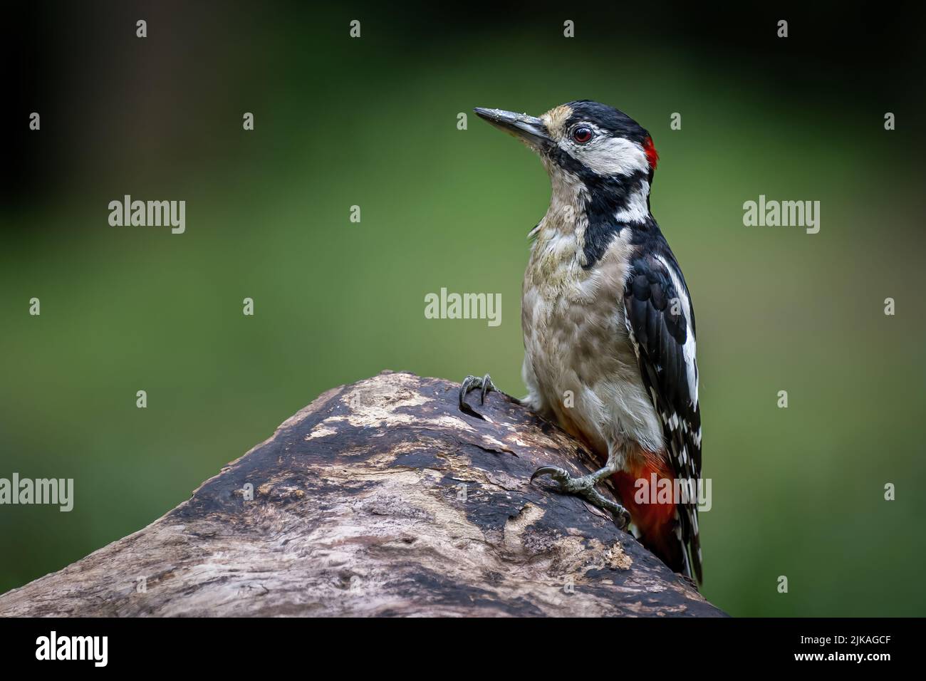 Un picchio siede su un ceppo di albero nella foresta. Foto Stock