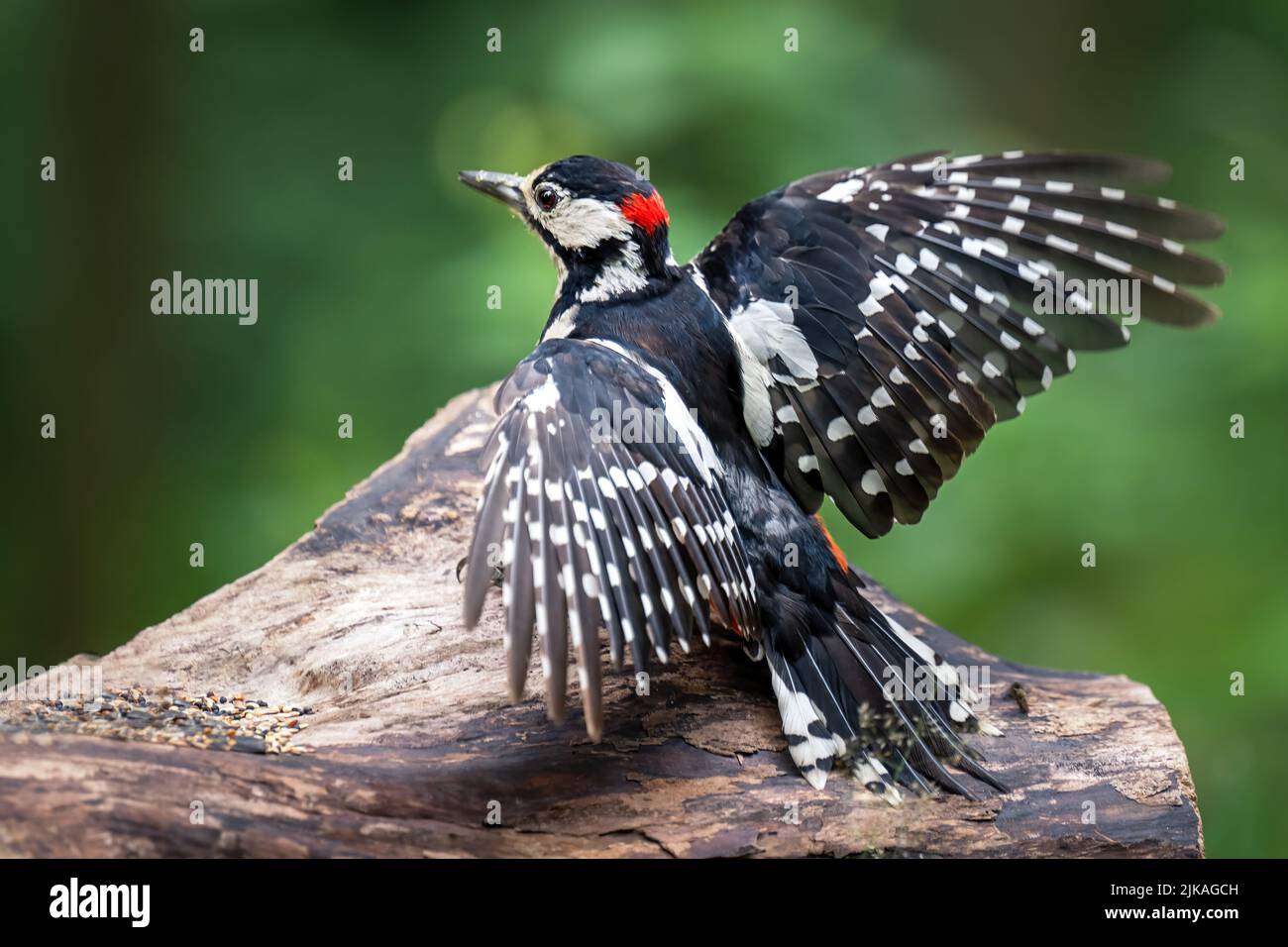 Un picchio siede su un ceppo di albero nella foresta. Foto Stock