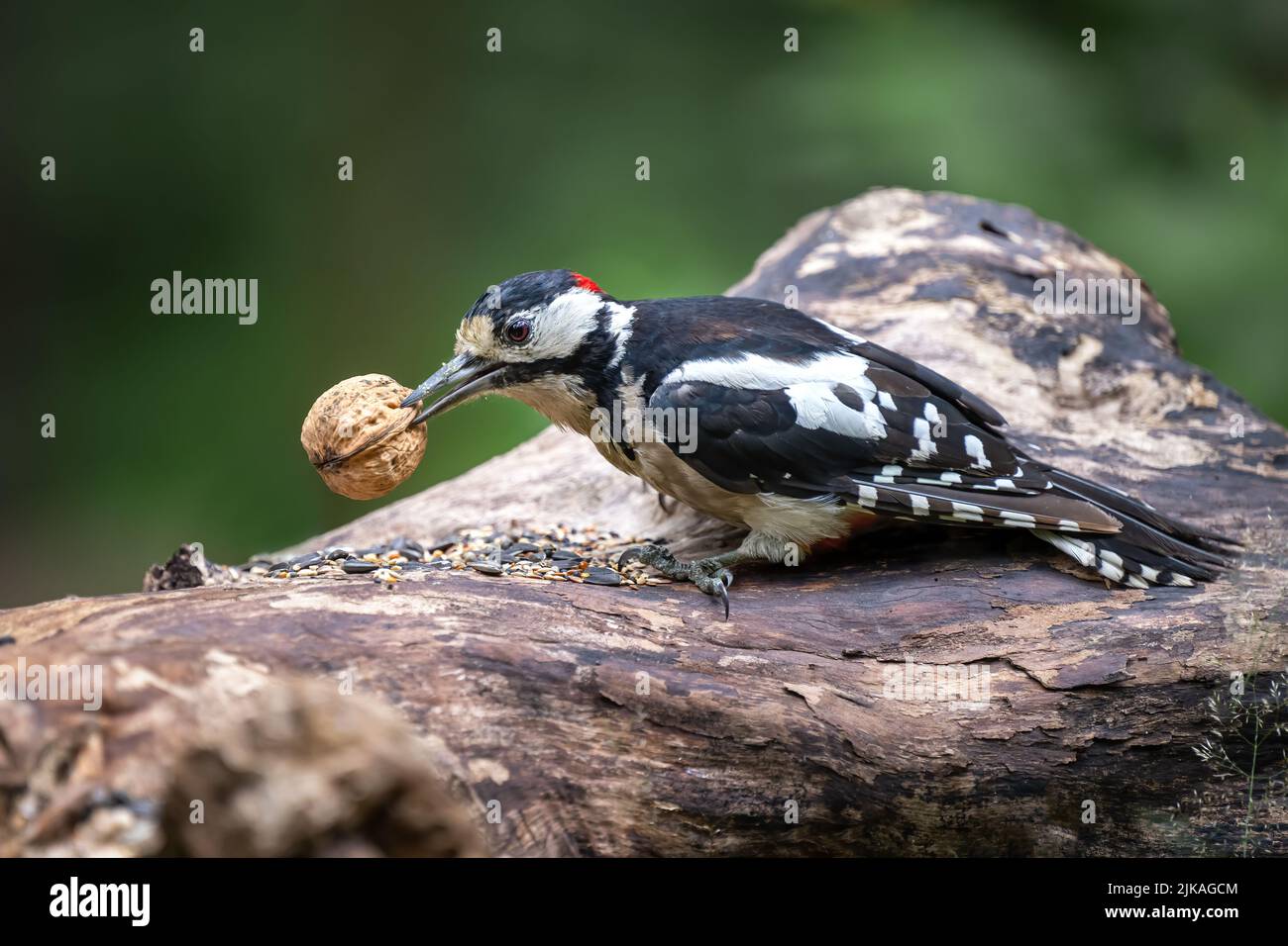 Un picchio siede su un ceppo di albero nella foresta. Foto Stock