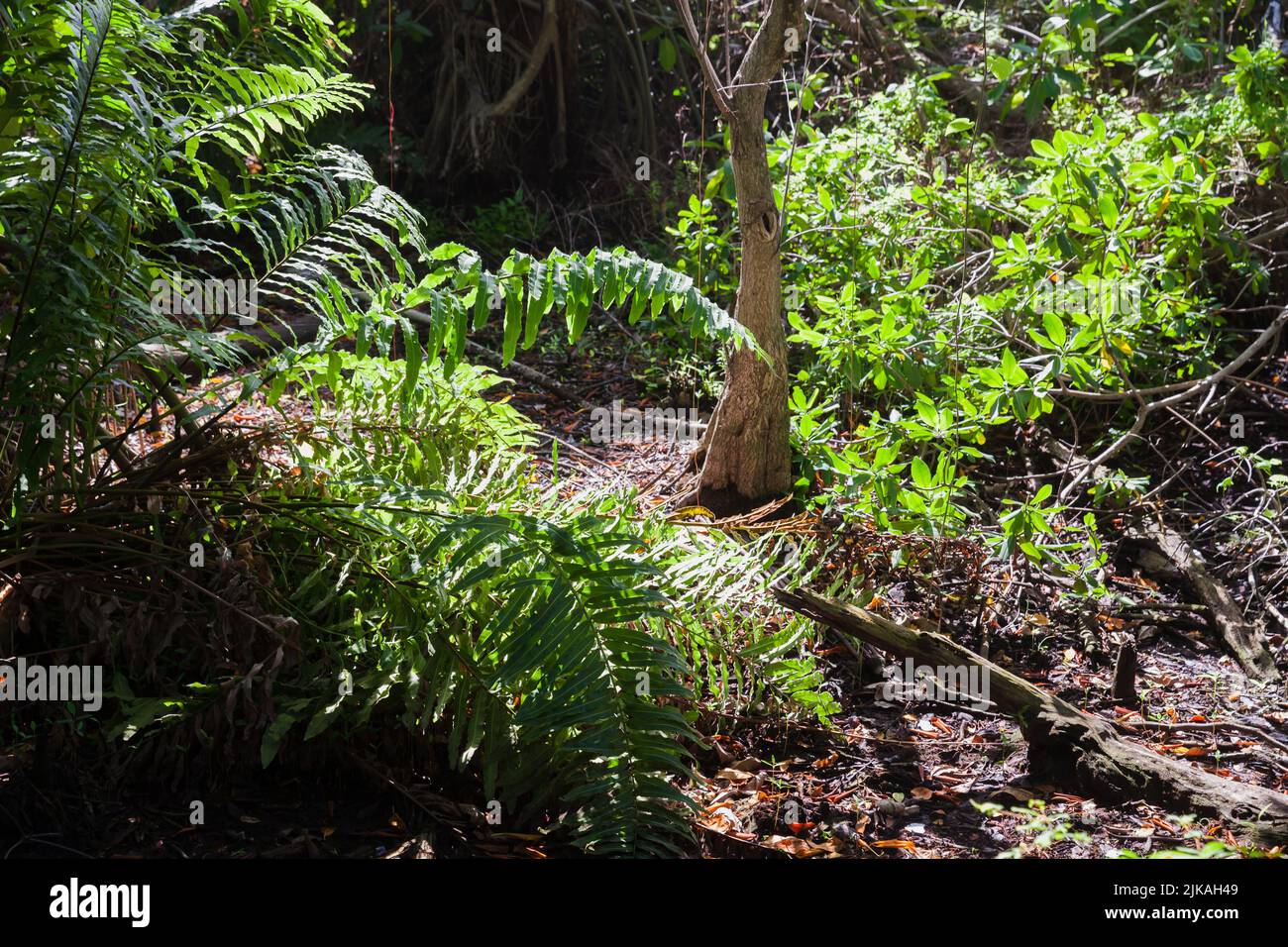 Vista selvaggia della foresta tropicale con piante verdi in una giornata di sole Foto Stock
