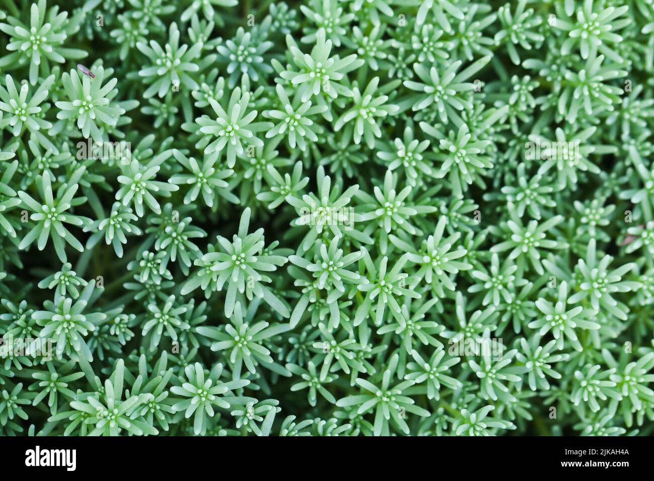 Primo piano succulenta foto, vista dall'alto di Sedum hispanicum o scalata spagnola Foto Stock