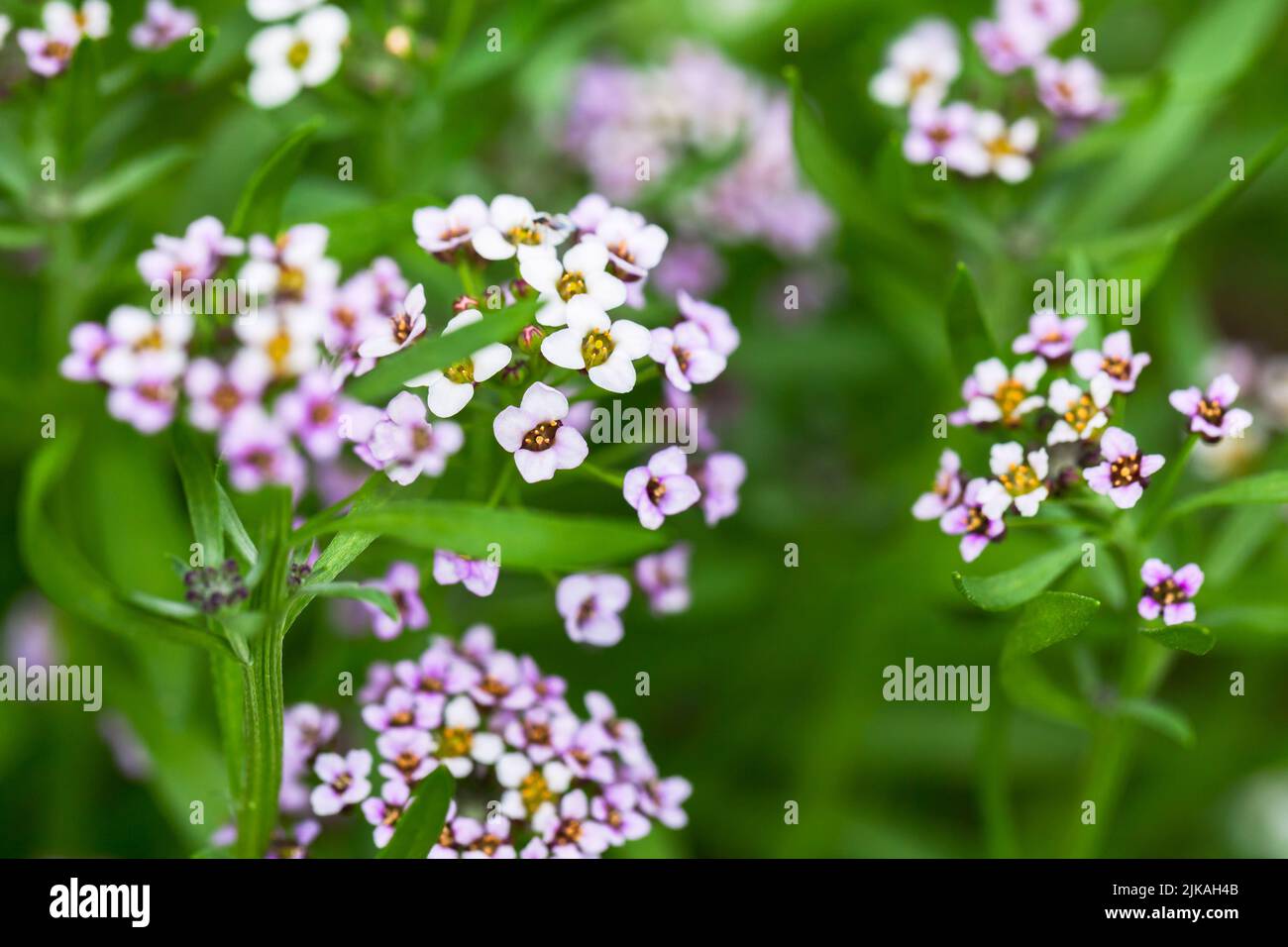 Dolce Allysum in fiore, Lobularia maritima macro foto con ficus soft selettivo Foto Stock