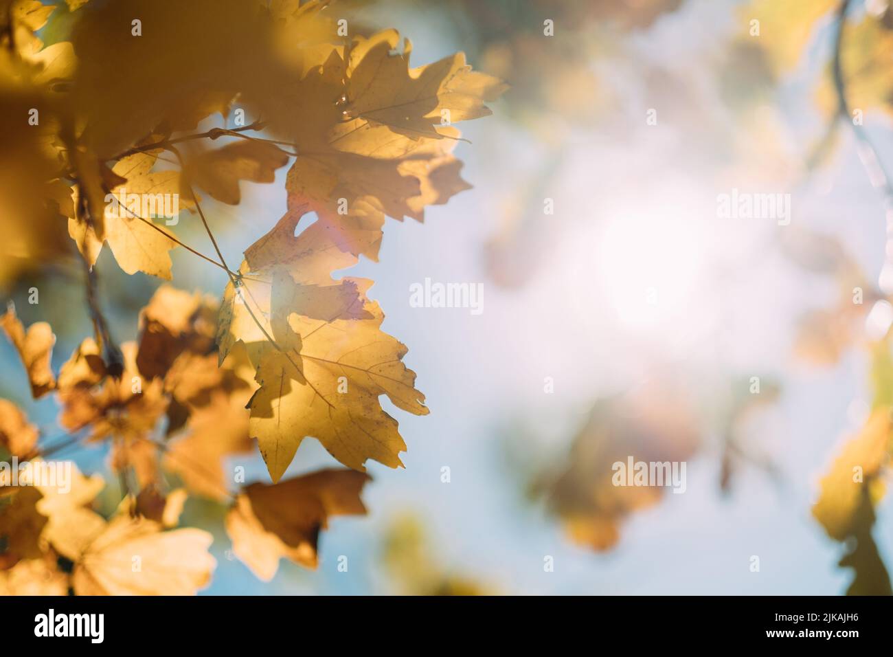 giorno di sole autunno foresta giallo foglie sfondo Foto Stock