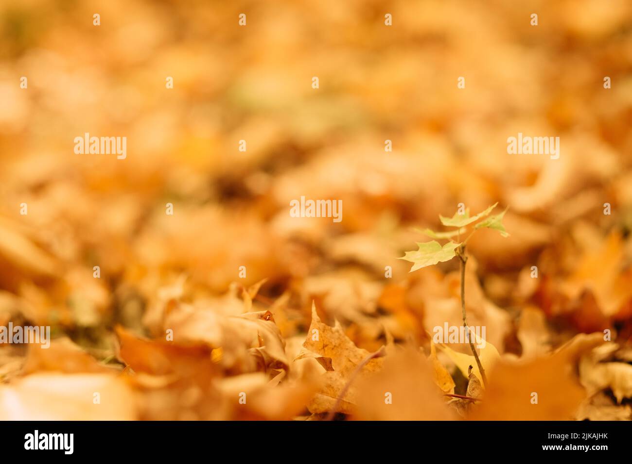 defocused autunno fogliame foglie cadere sfondo Foto Stock