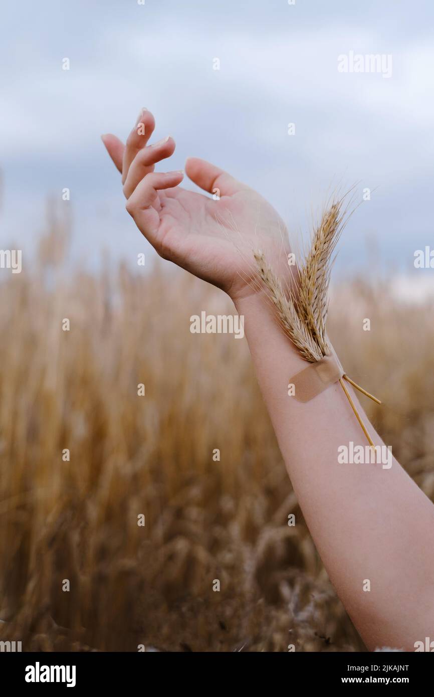 Donna mano con grano bloccato con intonaco sul braccio. Codice alimentare nazionale degli ucraini. La gente immergere la cultura nel concetto di sangue. Braccio danneggiato su grano Foto Stock