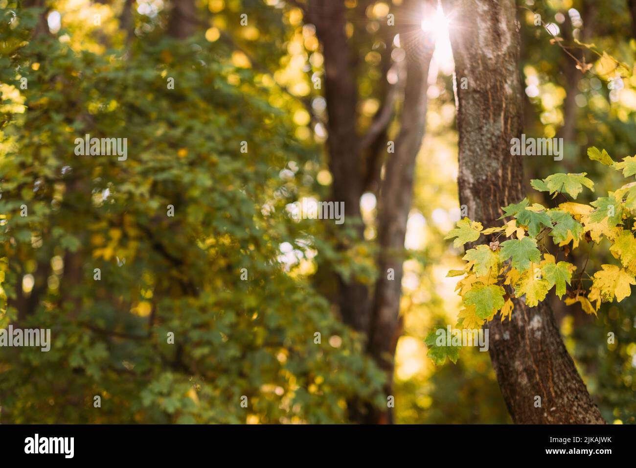 autunno foresta sole luci lascia sfondo natura Foto Stock