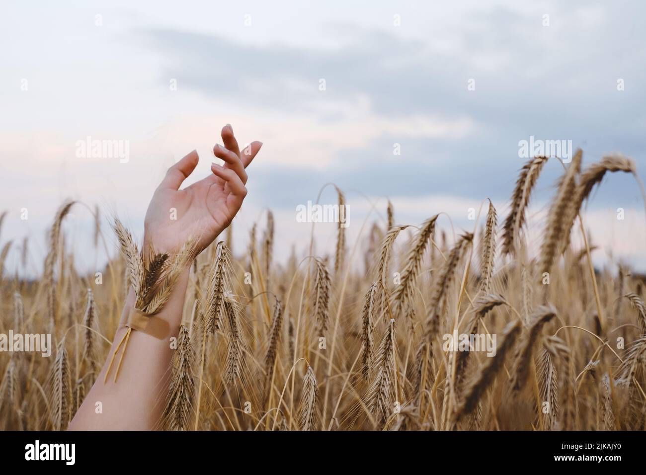 Donna mano con grano bloccato con intonaco sul braccio. Codice alimentare nazionale degli ucraini. La gente immergere la cultura nel concetto di sangue. Braccio danneggiato su grano Foto Stock