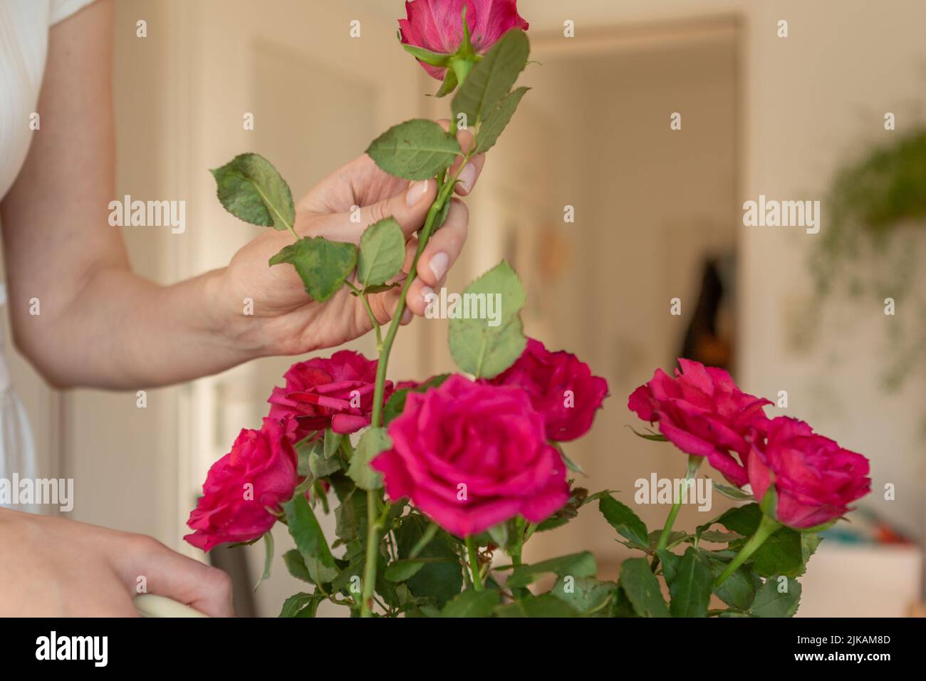 Mani di donna che tagliano a casa una rosa Foto Stock