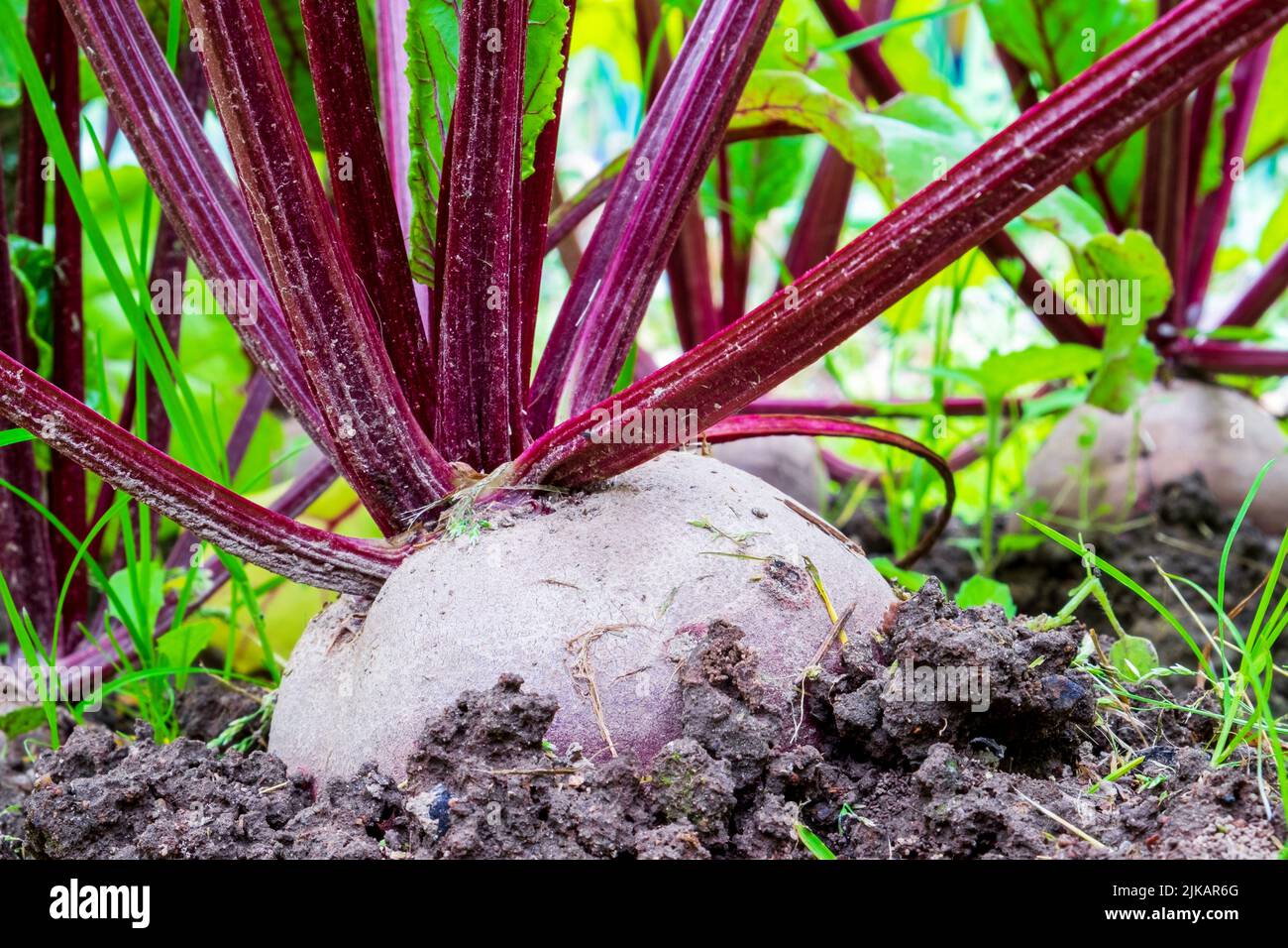 Barbabietola. Prodotto di base nel terreno da vicino. Home coltivazione di ortaggi Foto Stock