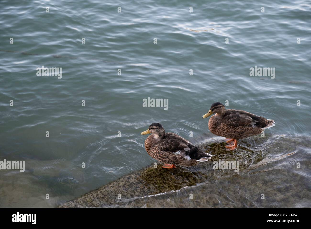 Due anatre stanno con i loro piedi a nastro nell'acqua su una pietra grande al bordo di un fiume Foto Stock