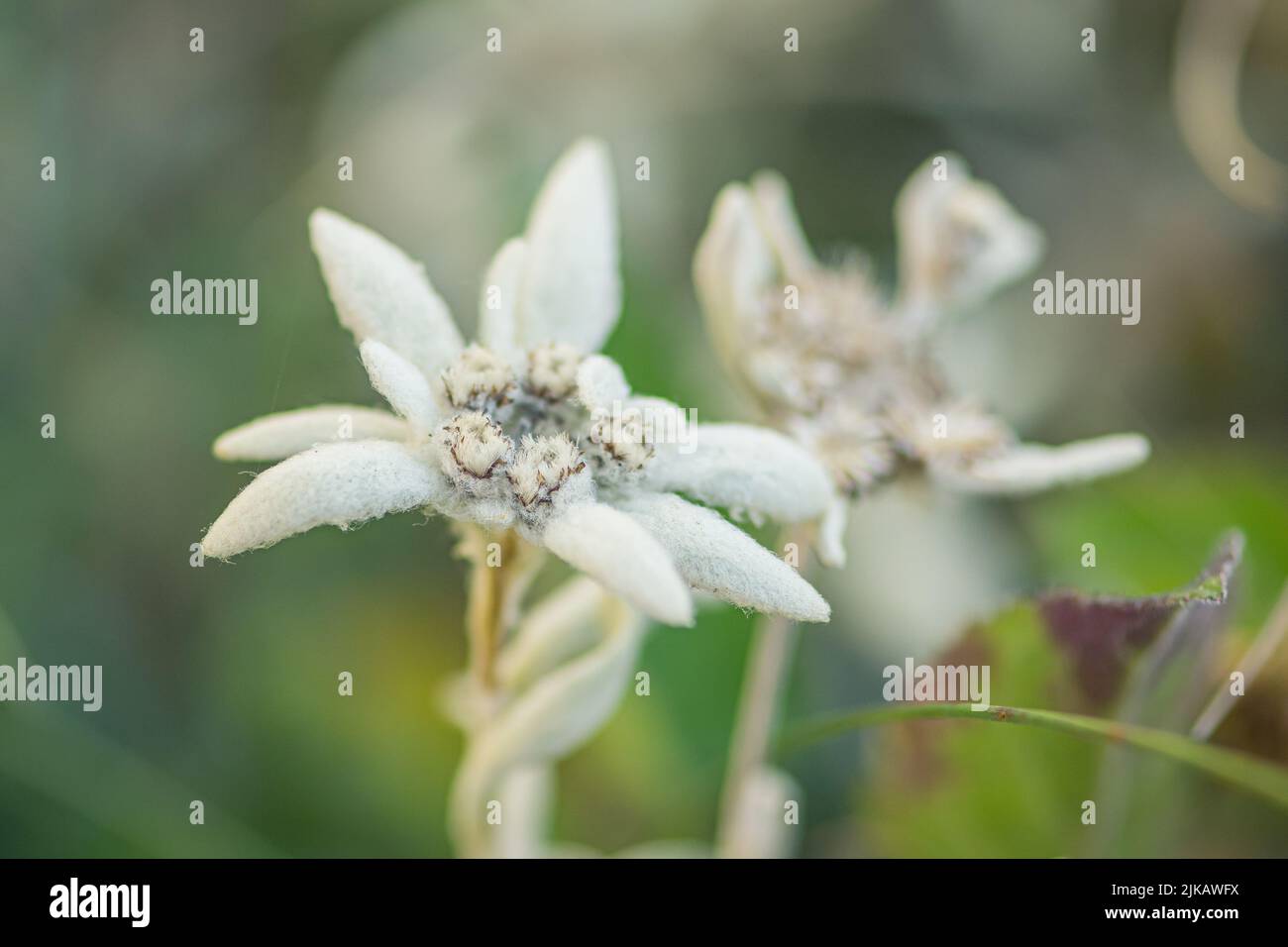 Stella Alpina, fiore Edelweiss, fiori Alpine Edelweiss, foto di un raro fiore bianco di montagna tra rocce sulle Alpi francesi - italiane Foto Stock