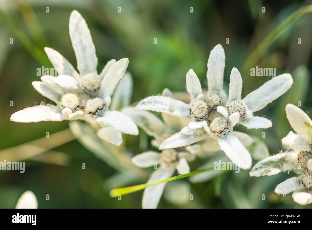 Stella Alpina, fiore Edelweiss, fiori Alpine Edelweiss, foto di un raro fiore bianco di montagna tra rocce sulle Alpi francesi - italiane Foto Stock