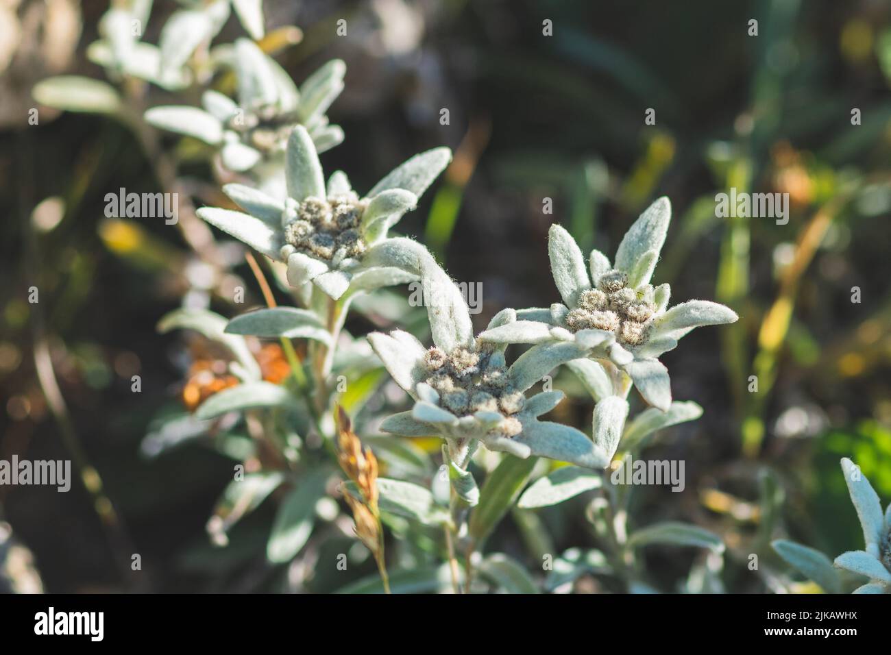 Stella Alpina, fiore Edelweiss, fiori Alpine Edelweiss, foto di un raro fiore bianco di montagna tra rocce sulle Alpi francesi - italiane Foto Stock