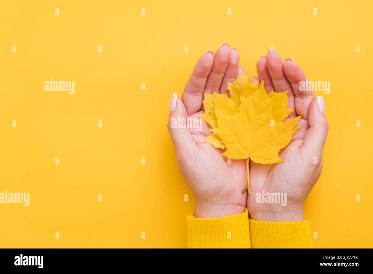 autunno paese fiera caduta giallo acero lascia le mani Foto Stock