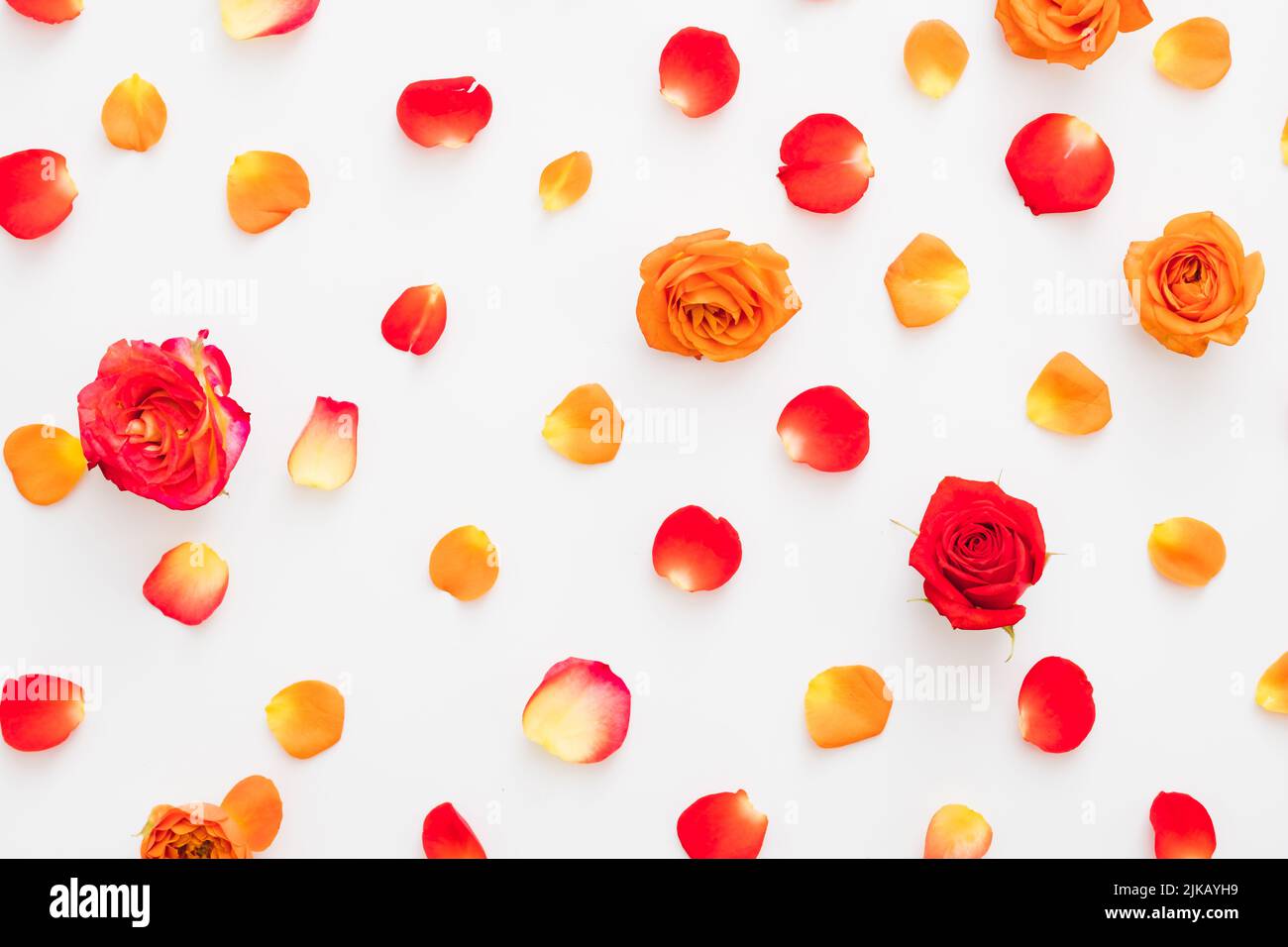 decorazione floreale rosso rosa boccioli petali sfondo Foto Stock