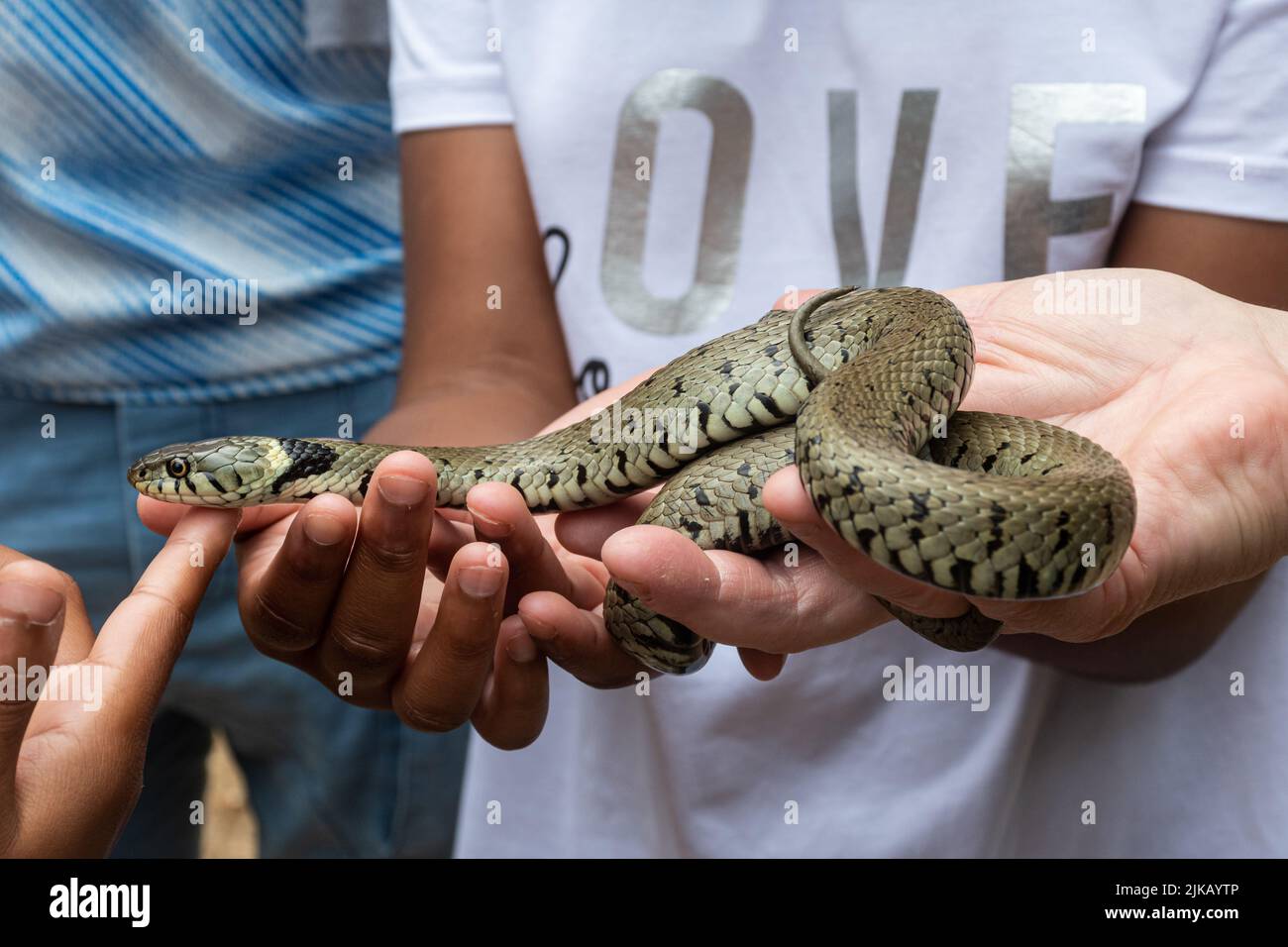 Persone che gestiscono un serpente di erba in un evento educativo fauna selvatica, famiglie che si collegano con la natura, Regno Unito Foto Stock