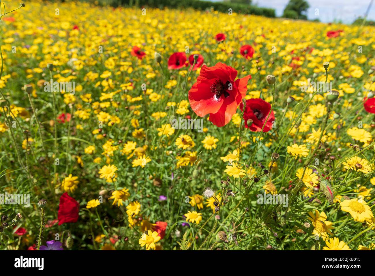 Prato di Wildflower con papaveri rossi. Foto Stock