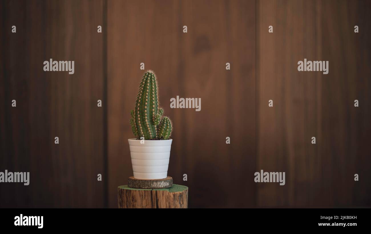 Pentola con piccolo cactus su un ceppo di legno in casa di design interno e sfondo di legno Foto Stock